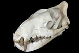 Fossil Hyaenodon Skull - South Dakota #131362-18